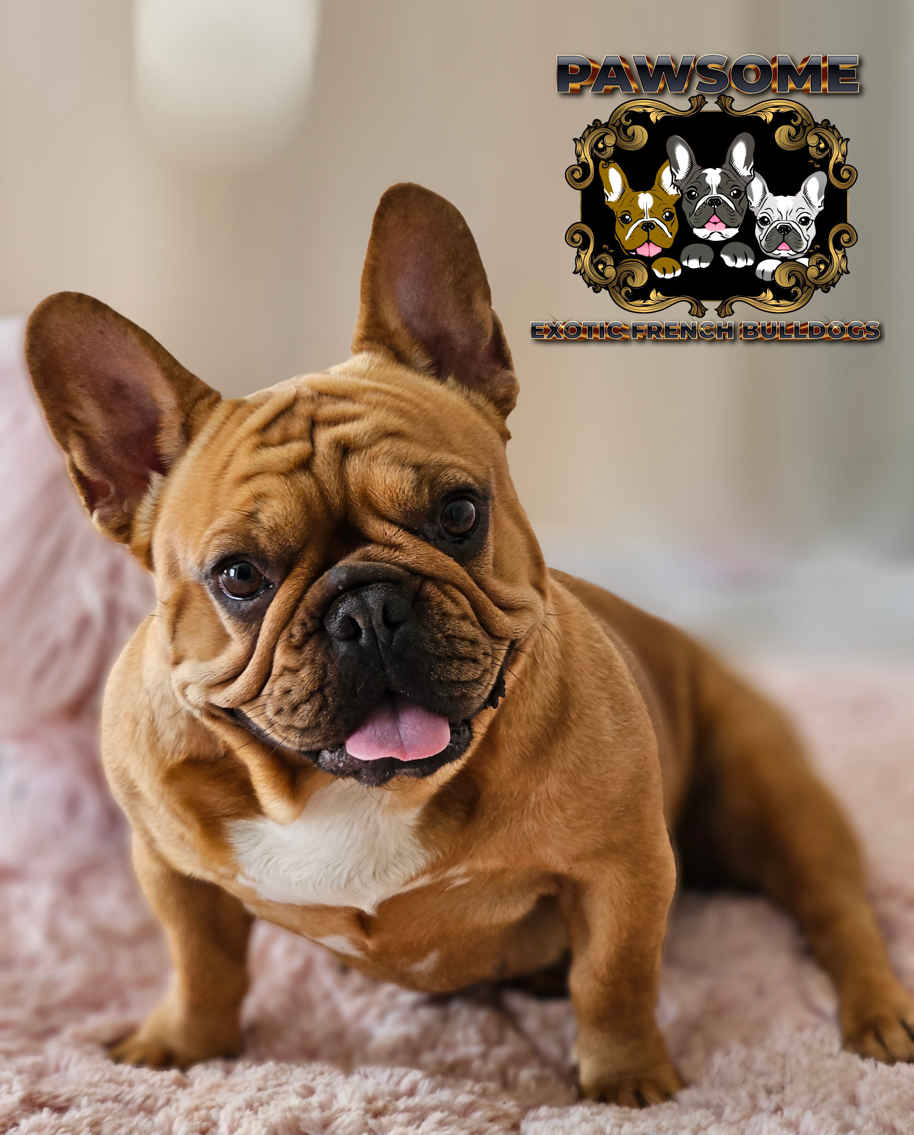 Image of french female bulldog 2