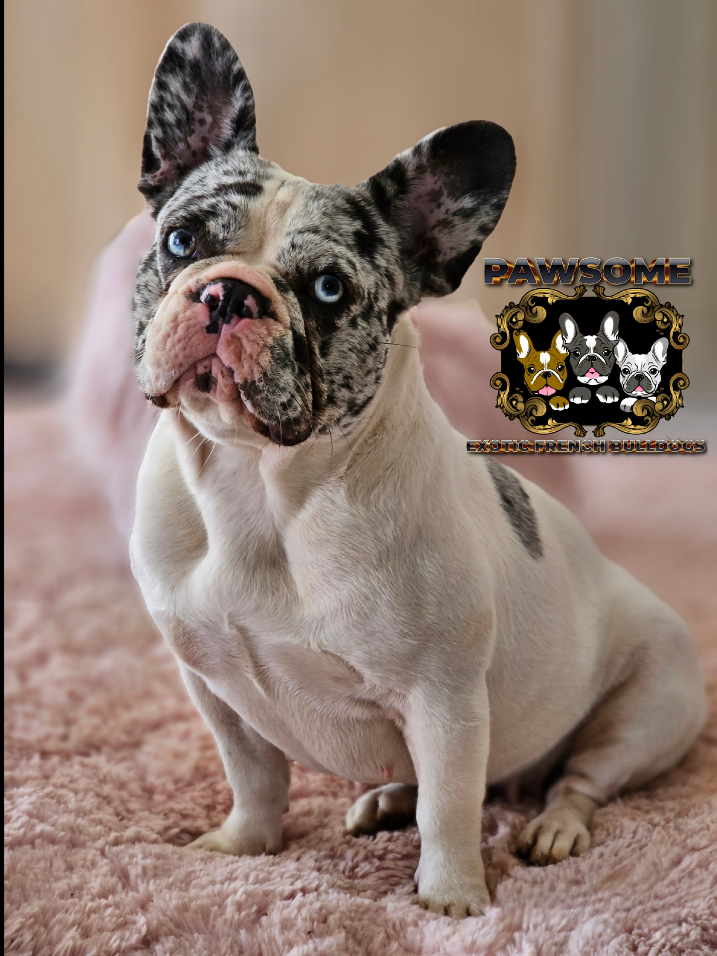 Image of french female bulldog 3