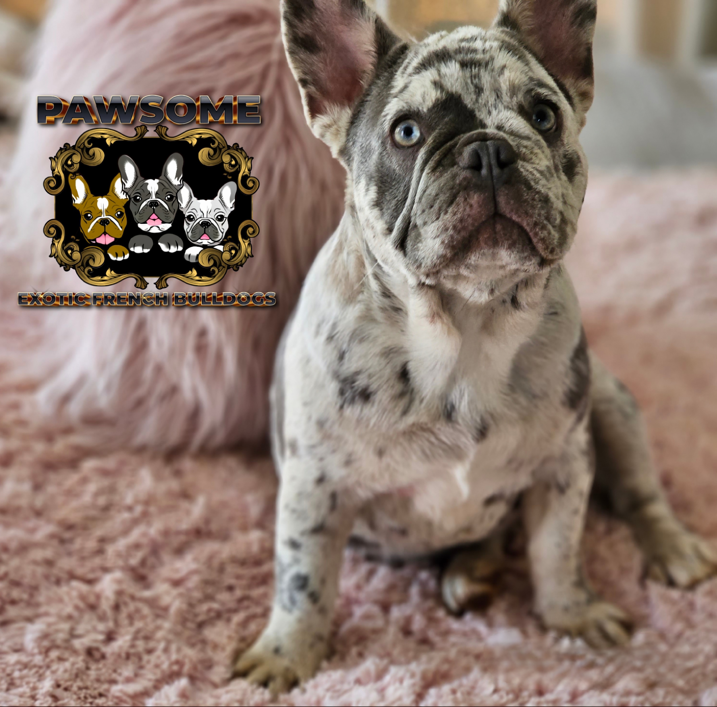 Image of french female bulldog 6